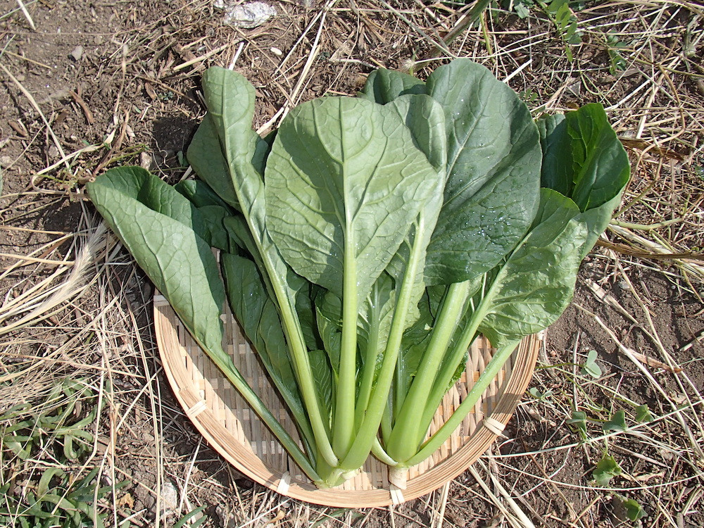 IN YOU MARKET - 製品 在来種の種（小松菜）｜オーガニック野菜を栽培 