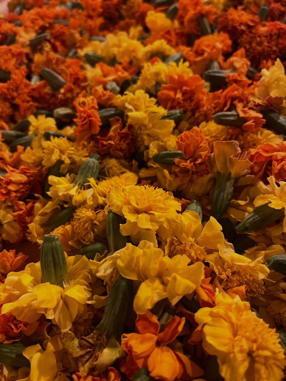 オーガニックリップクリーム｜天然ミツロウ×サジーオイル配合