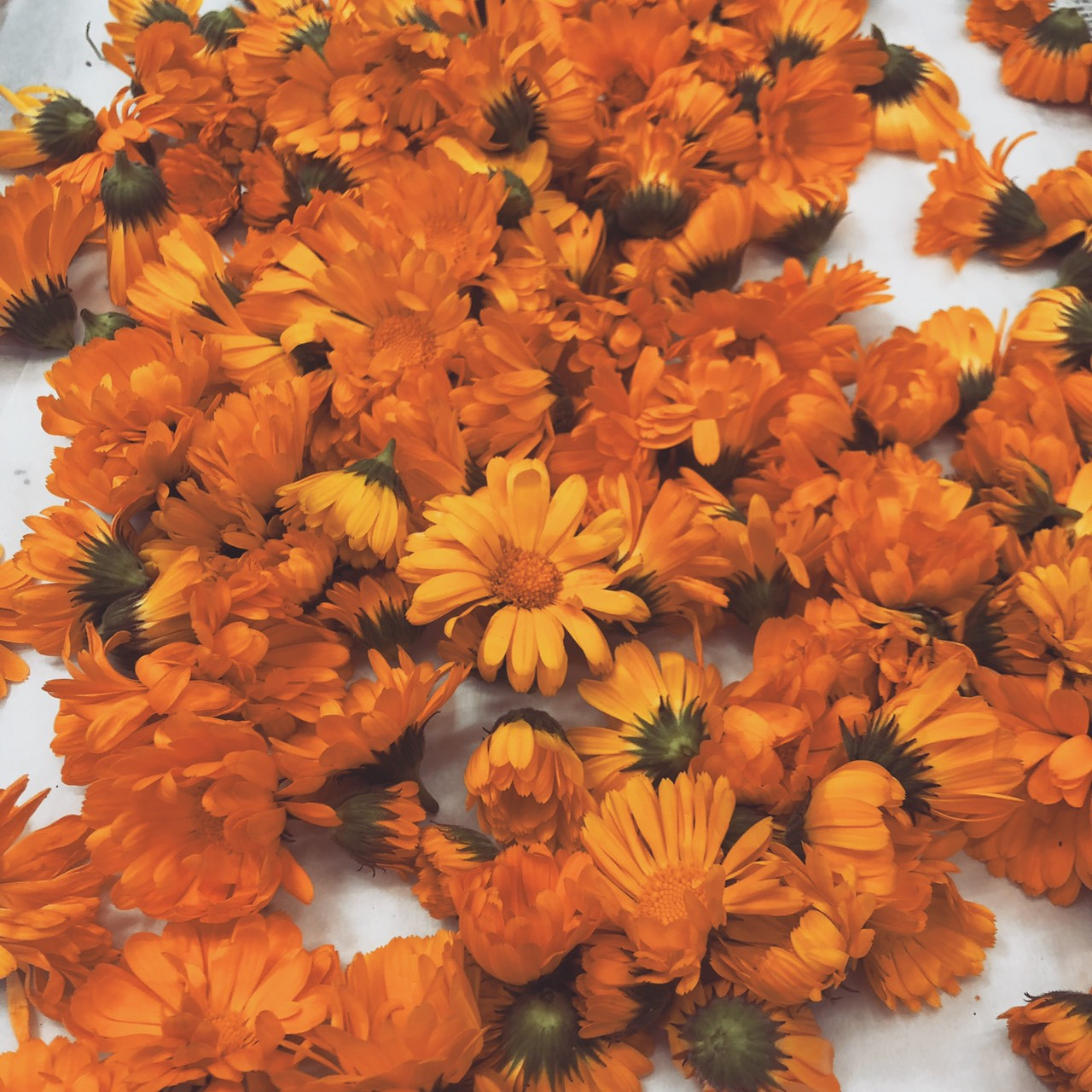 オーガニックリップクリーム｜天然ミツロウ×サジーオイル配合