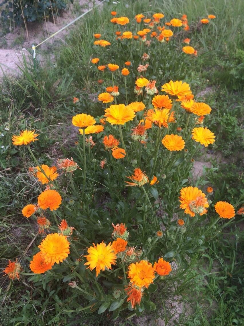 オーガニックリップクリーム｜天然ミツロウ×サジーオイル配合