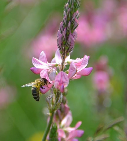 キルギス産エスパルセットハニー...