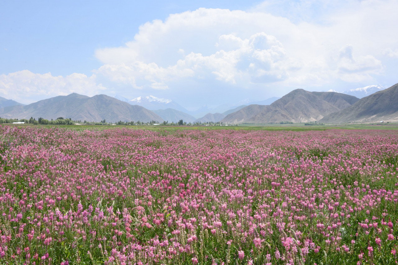 オーガニックカレンデュラオイル｜皮膚のガードマンが修復をサポート