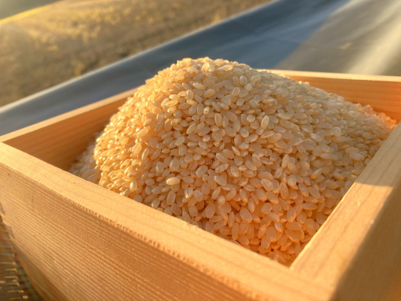 【岡山県産・自然栽培】市場から消えた幻の米 朝日米