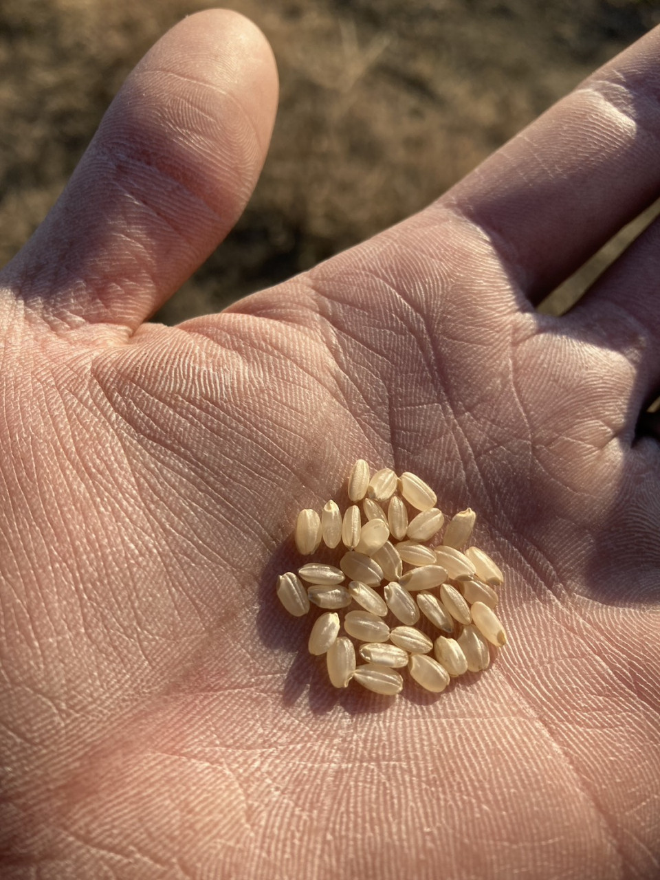 【岡山県産・自然栽培】市場から消えた幻の米 朝日米