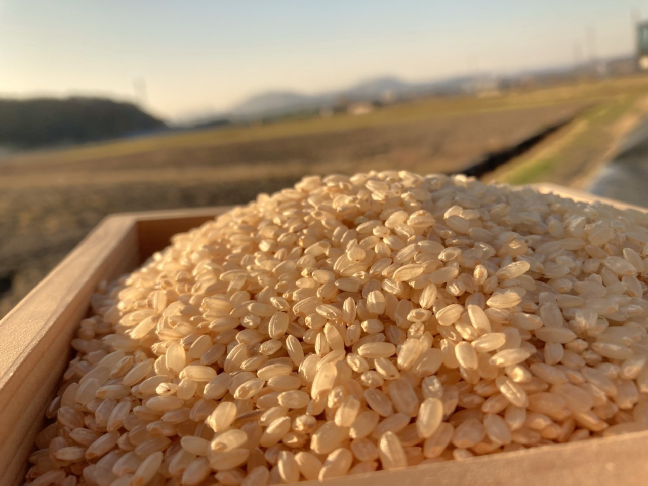 【岡山県産・自然栽培】市場から消えた幻の米 朝日米