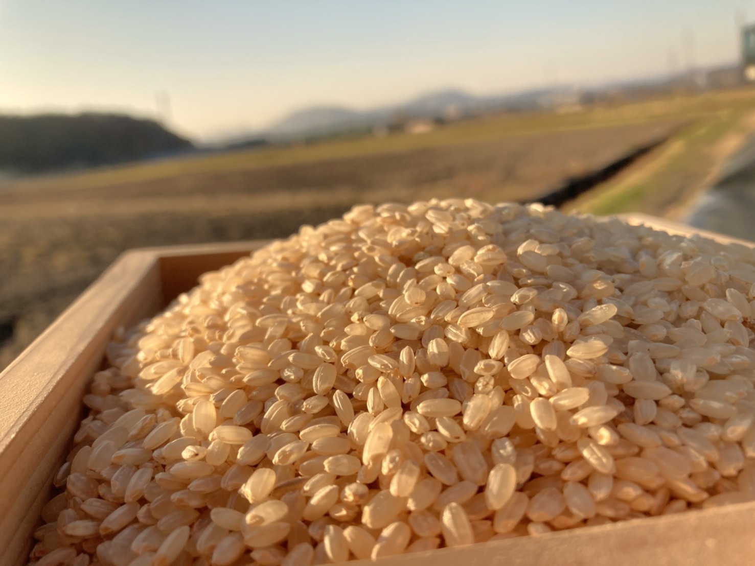 自然栽培 幻の朝日米20kg ［真空パック2.5kg小分け]令和3年岡山産直