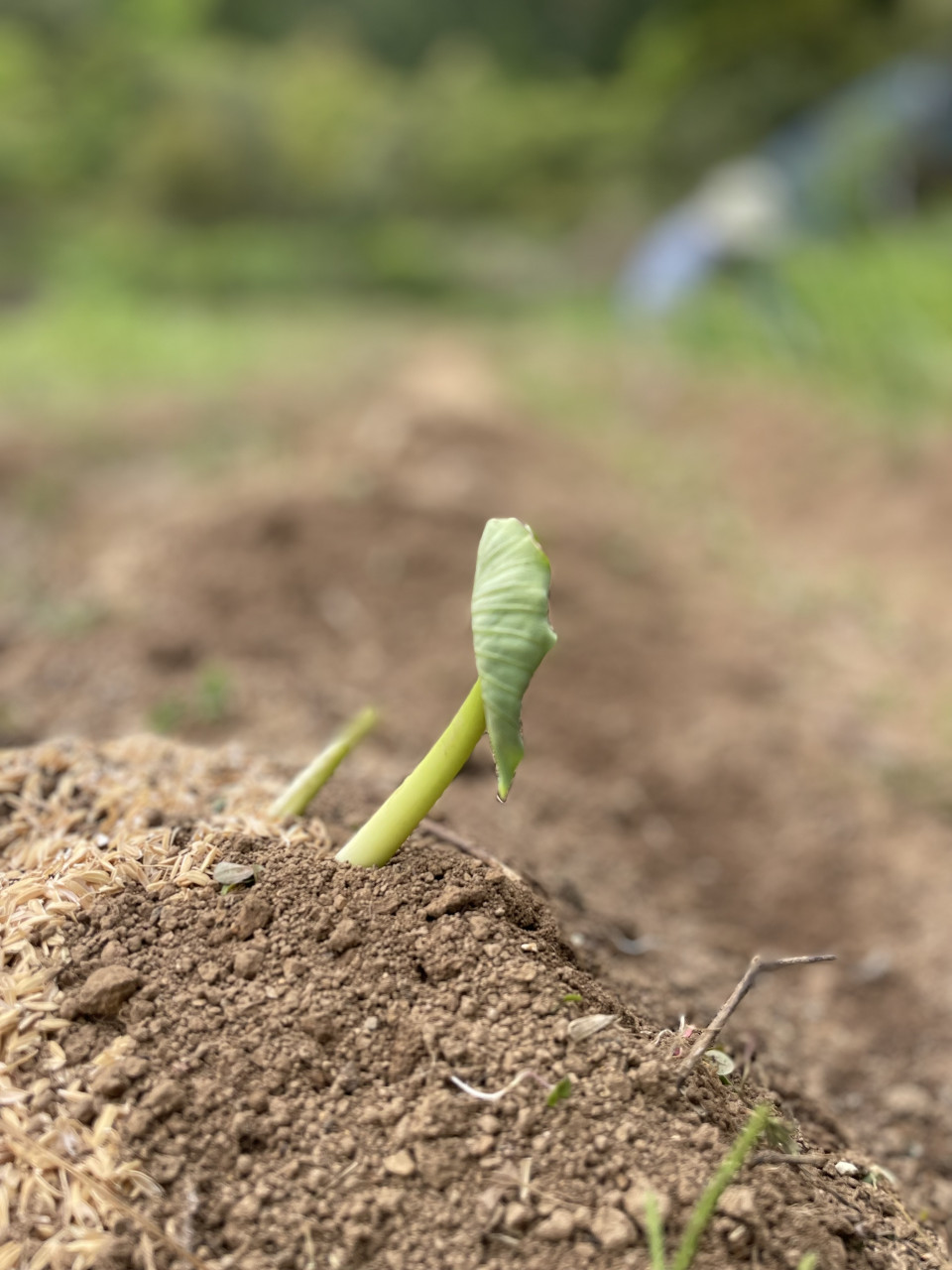 自然栽培・農薬不使用の里芋