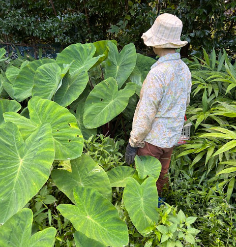 自然栽培・農薬不使用の里芋