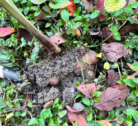 自然栽培・農薬不使用の里芋