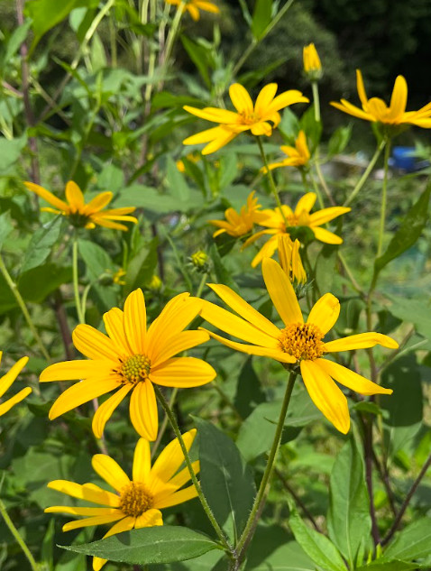 天然のインスリン