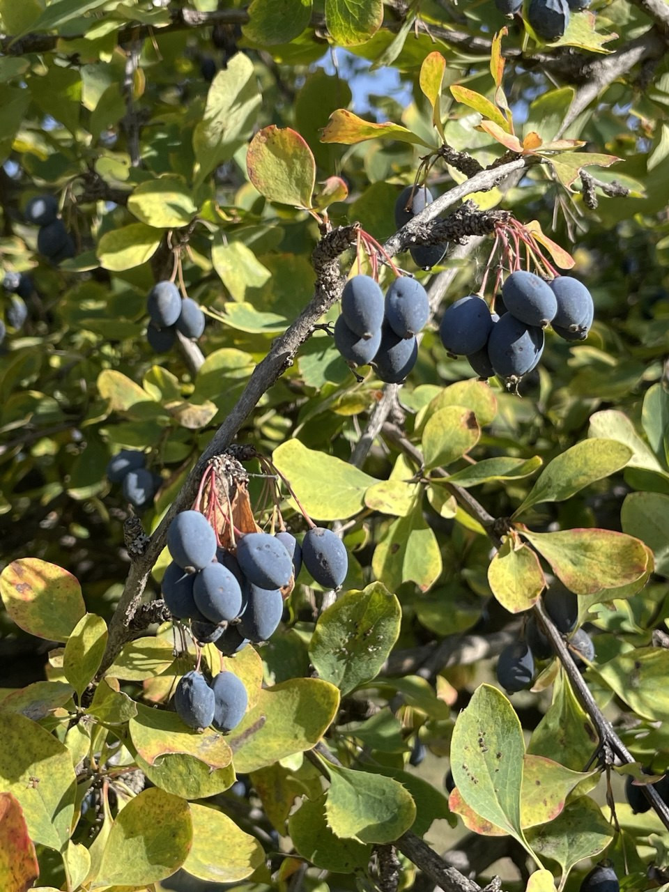 キルギス産ワイルドバーベリーパウダー