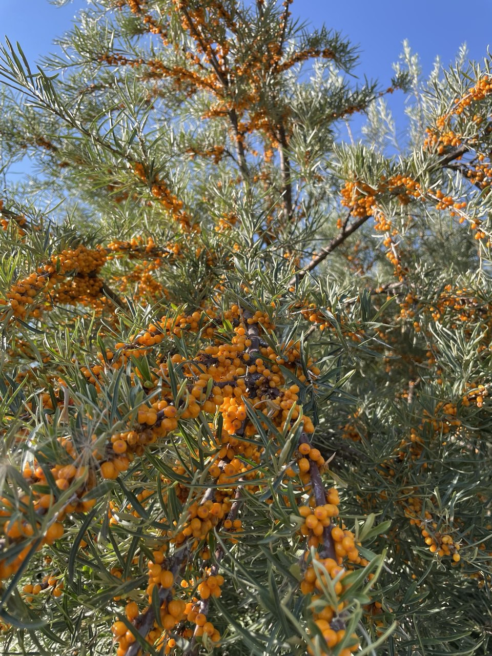 100%オーガニックサジーパウダー（シーベリー・シーバックソーン）