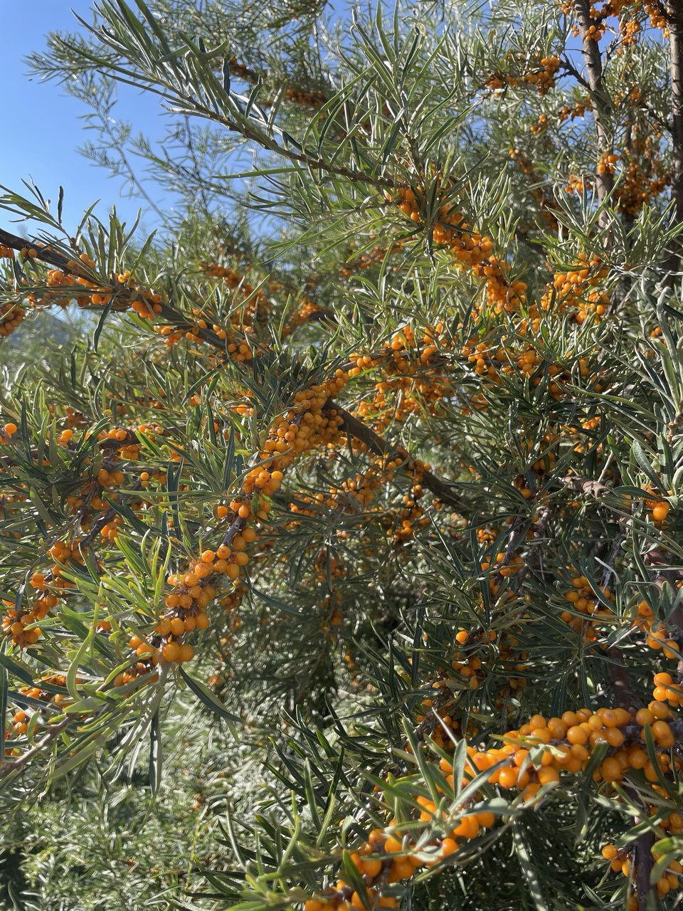 【完全非加熱・オーガニック製法】奇跡の生サジー入りエスパルセット生はちみつ