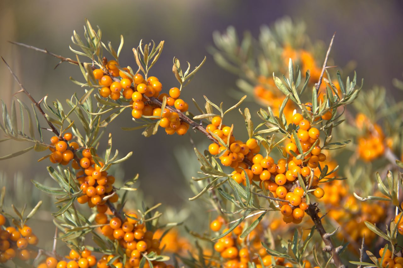 100%オーガニックサジーパウダー（シーベリー・シーバックソーン）