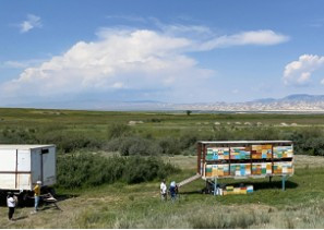 【完全非加熱・無添加】キルギス産ブラックカラント（カシス）