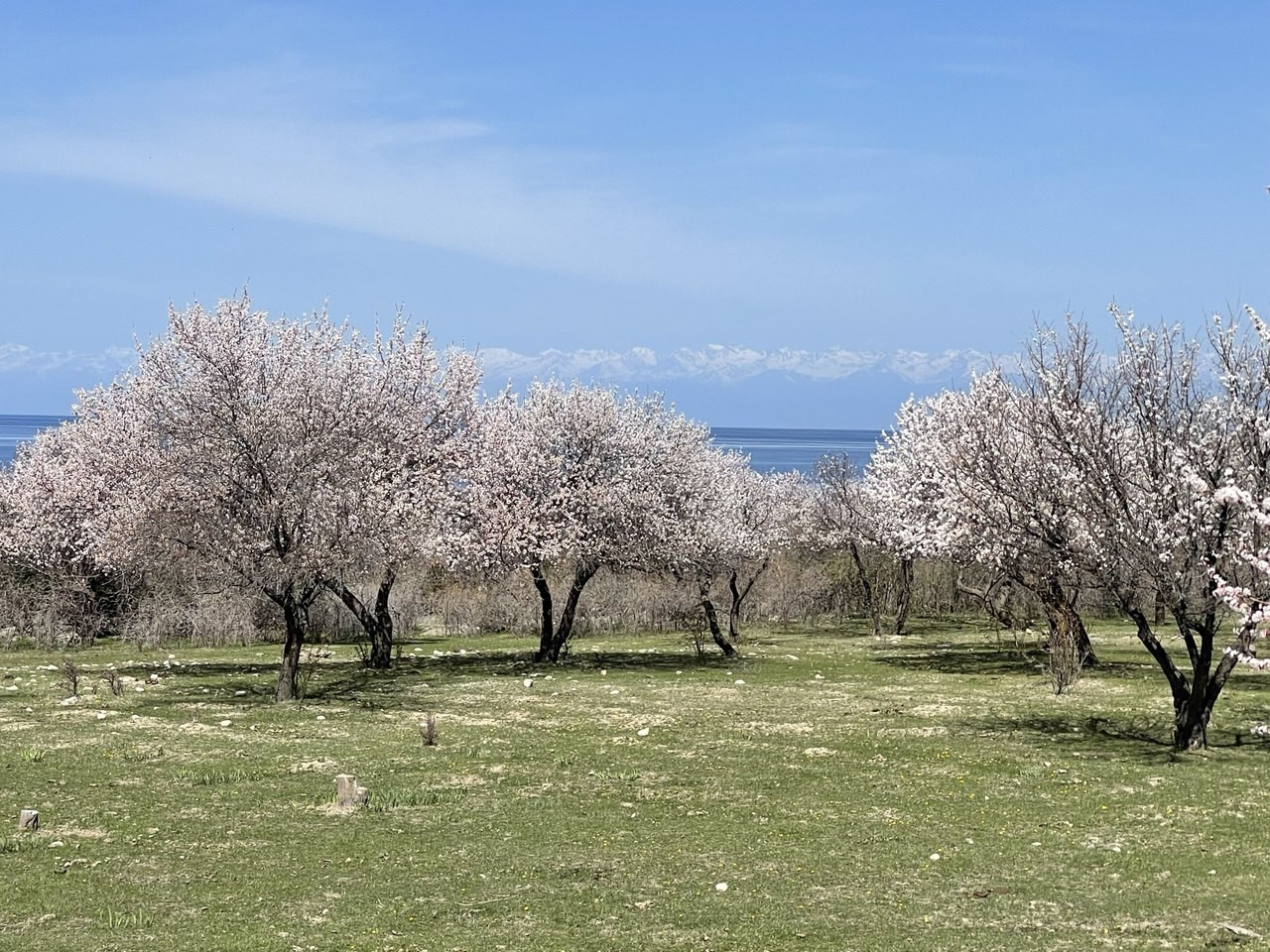 オーガニックカレンデュラオイル｜皮膚のガードマンが修復をサポート