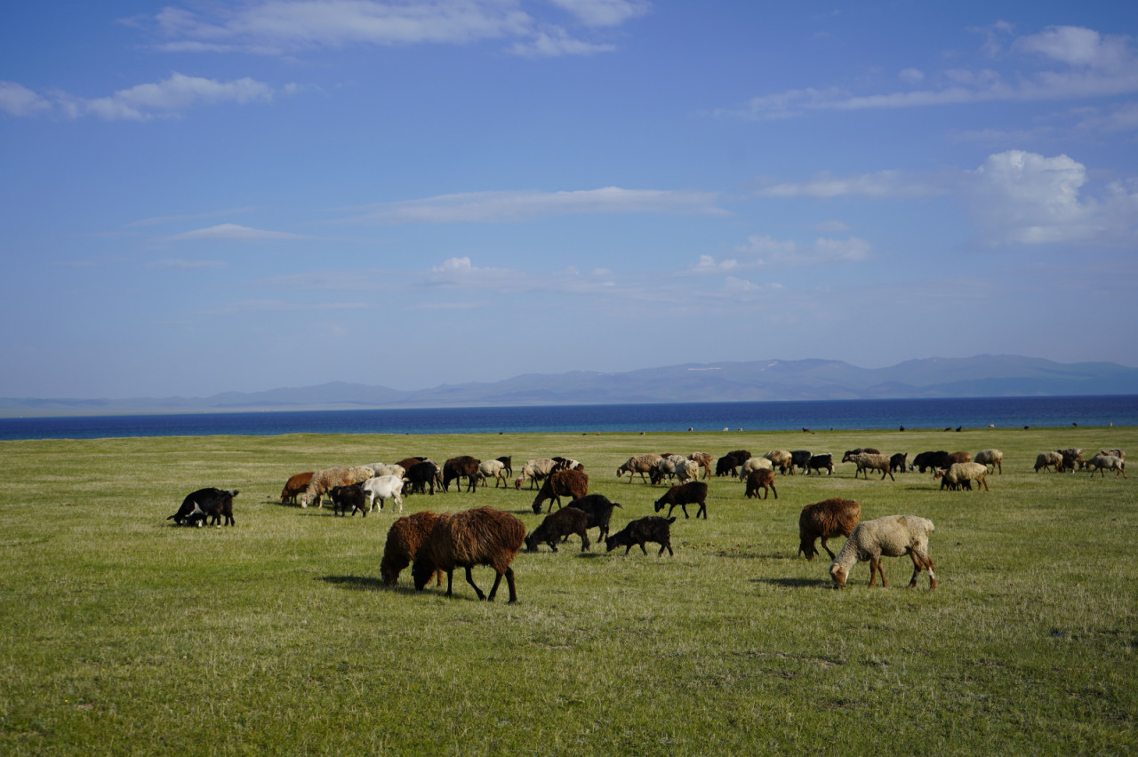 オーガニックカレンデュラオイル｜皮膚のガードマンが修復をサポート