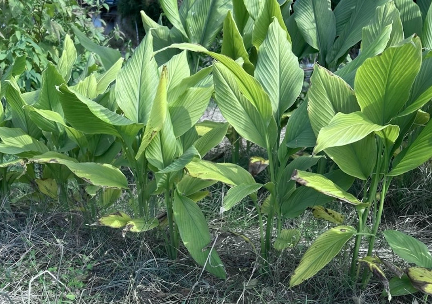 自然栽培生ターメリック（土付き・限定2個のみで販売終了）