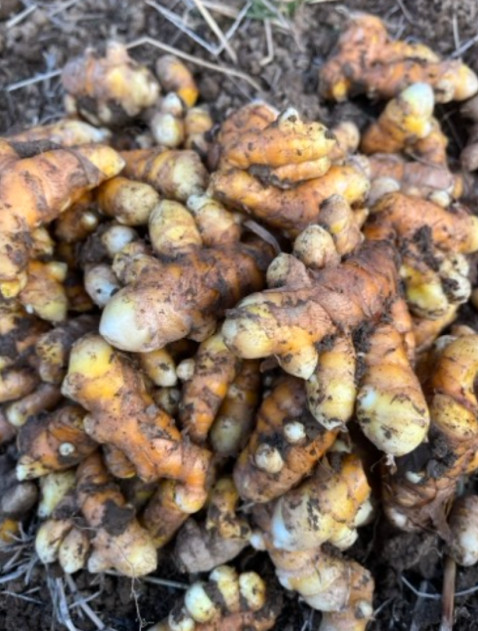 自然栽培生ターメリック（土付き・限定2個のみで販売終了）