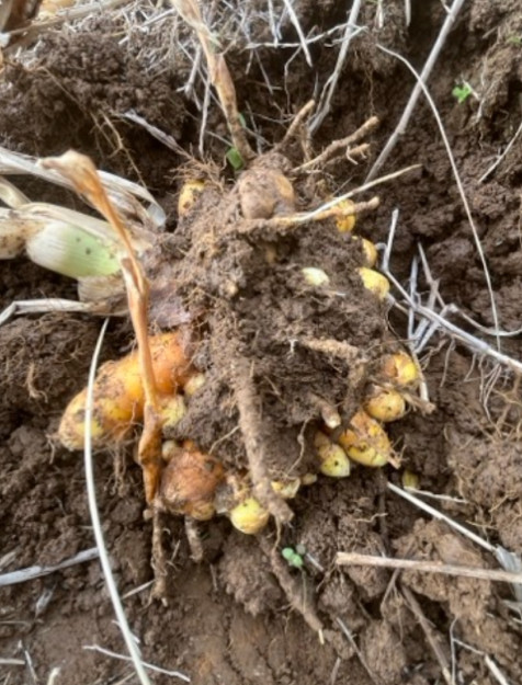 自然栽培生ターメリック（土付き・限定2個のみで販売終了）