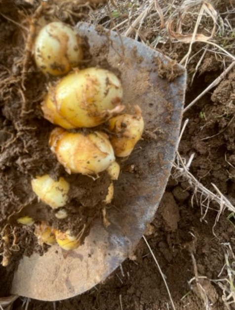 自然栽培生ターメリック（土付き・限定2個のみで販売終了）