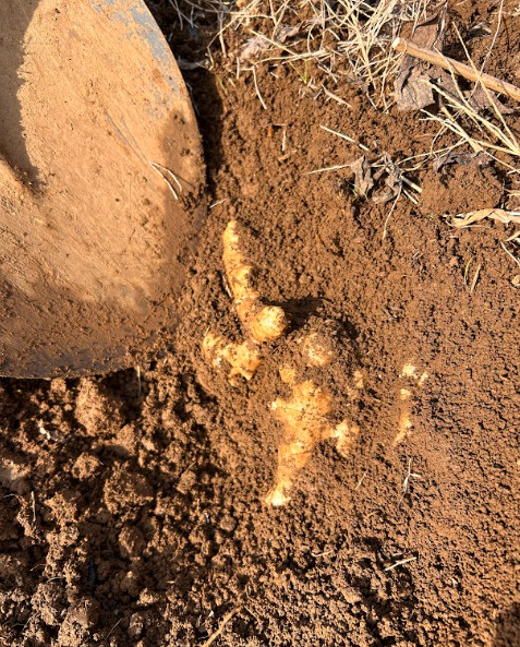 【自然栽培】 生菊芋