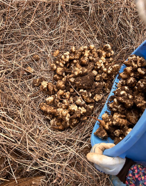 【自然栽培】 生菊芋