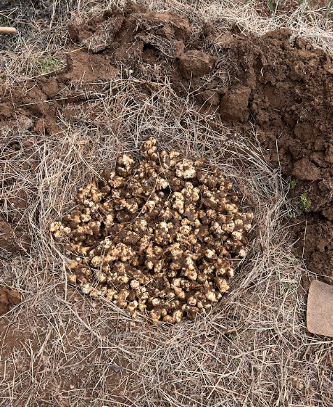 【自然栽培】 生菊芋