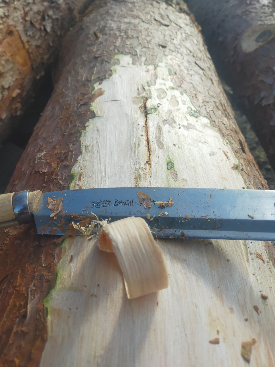 赤松樹皮茶｜松葉の デトックス