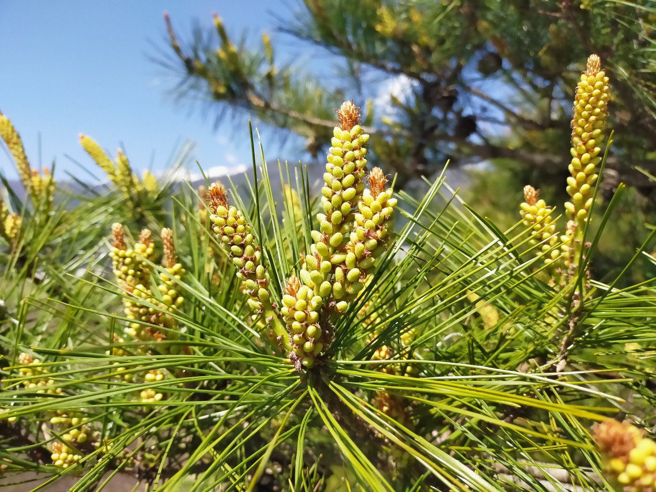 無農薬赤松花粉（パウダー）｜アミノ酸スコア100の 食べる美容液