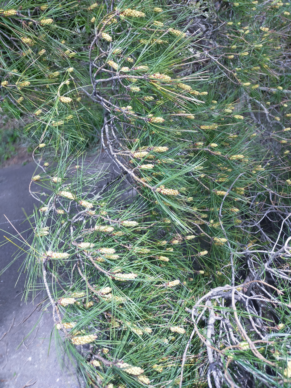 無農薬赤松花粉（パウダー）｜アミノ酸スコア100の 食べる美容液