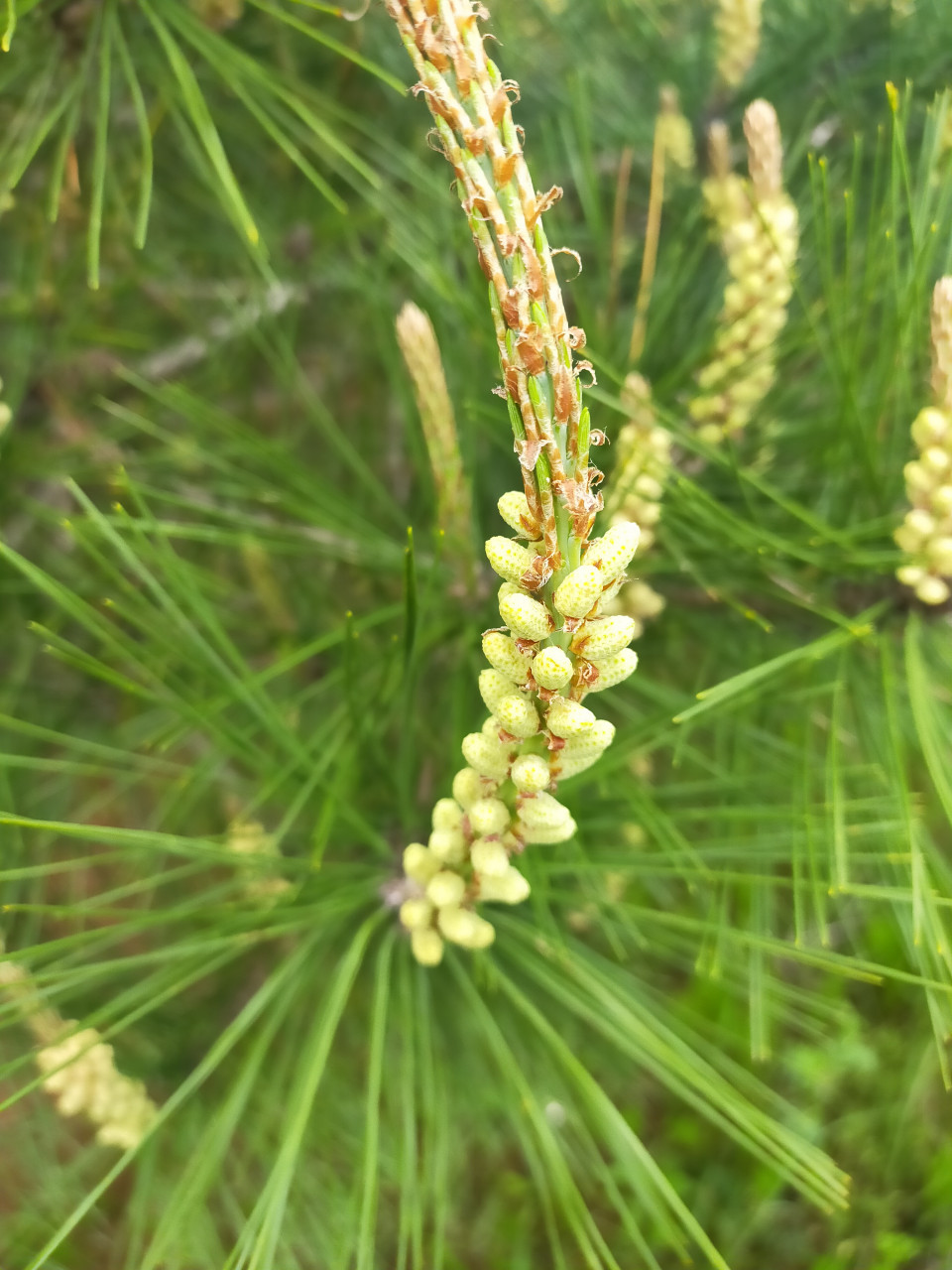 無農薬赤松花粉（パウダー）｜アミノ酸スコア100の 食べる美容液