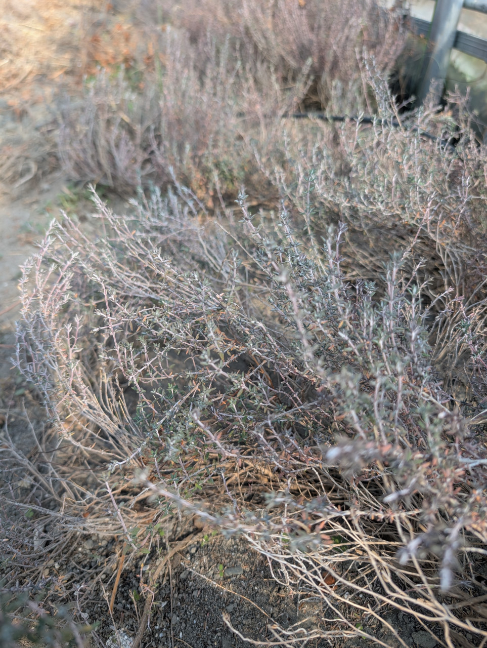 【農薬・化学肥料不使用率100%】オーガニック栽培のハーブテ...