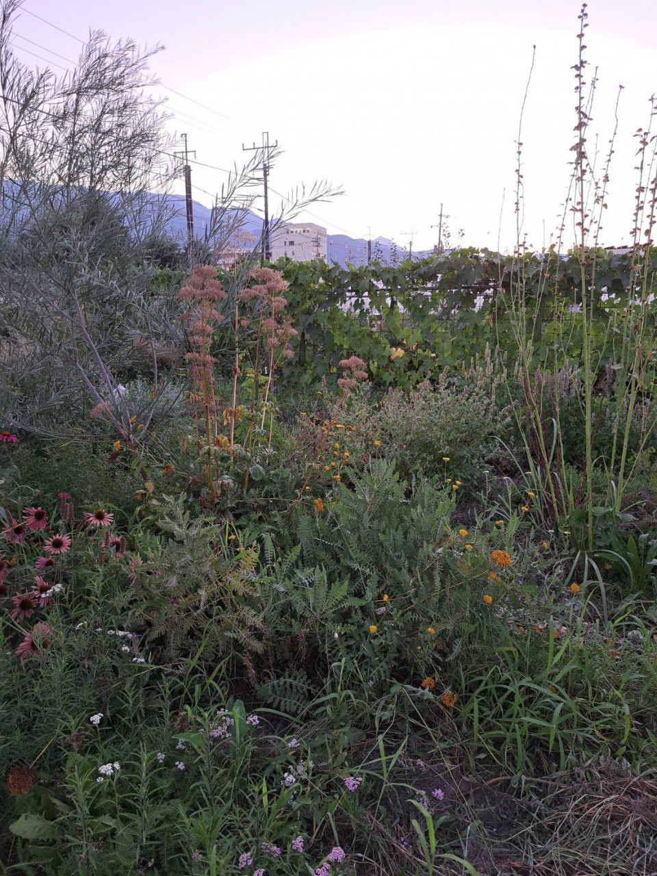 【農薬・化学肥料不使用率100%】オーガニック栽培のハーブテ...