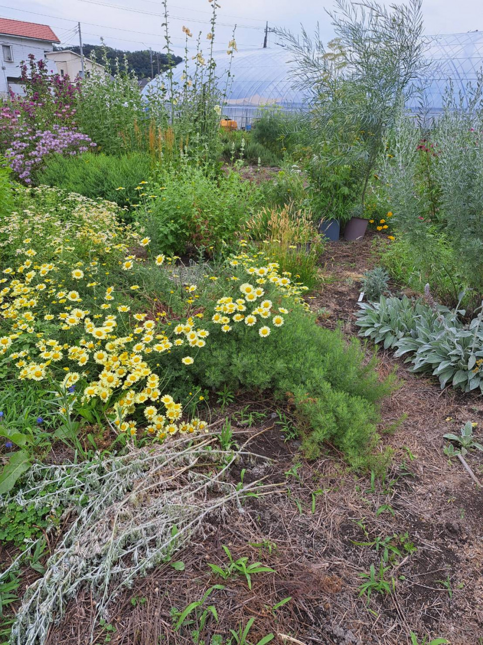 【農薬・化学肥料不使用率100%】オーガニック栽培のハーブティー