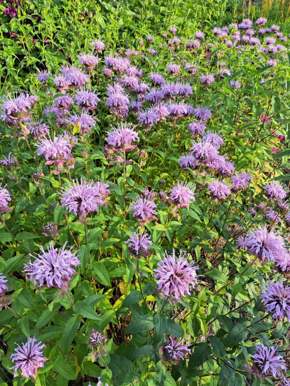 【農薬・化学肥料不使用率100%】オーガニック栽培のハーブティー