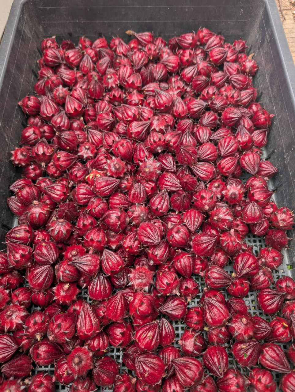 【農薬・化学肥料不使用率100%】オーガニック栽培のハーブティー