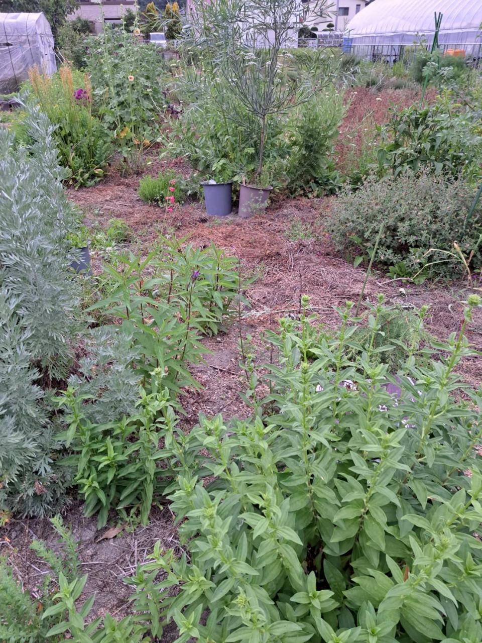 【農薬・化学肥料不使用率100%】オーガニック栽培のハーブティー