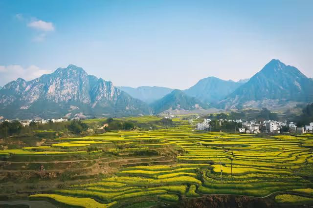 【無農薬・完全オーガニック】3種から選べる最高峰高級中国茶 武夷岩茶