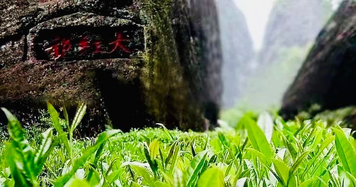 【無農薬・完全オーガニック】3種から選べる最高峰高級中国茶 武夷岩茶