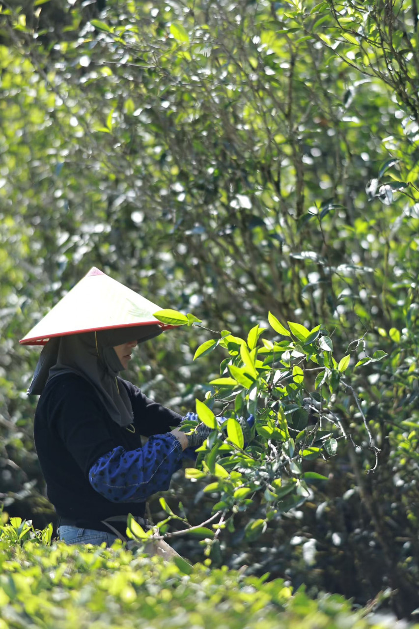 【無農薬・完全オーガニック】3種から選べる最高峰高級中国茶 武夷岩茶