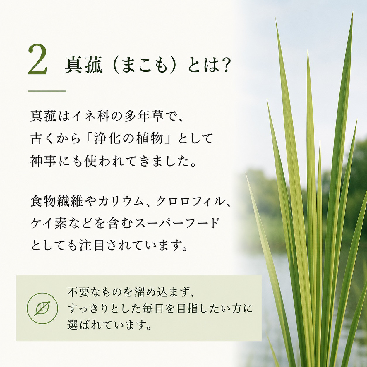 【粉末真菰（マコモパウダー）