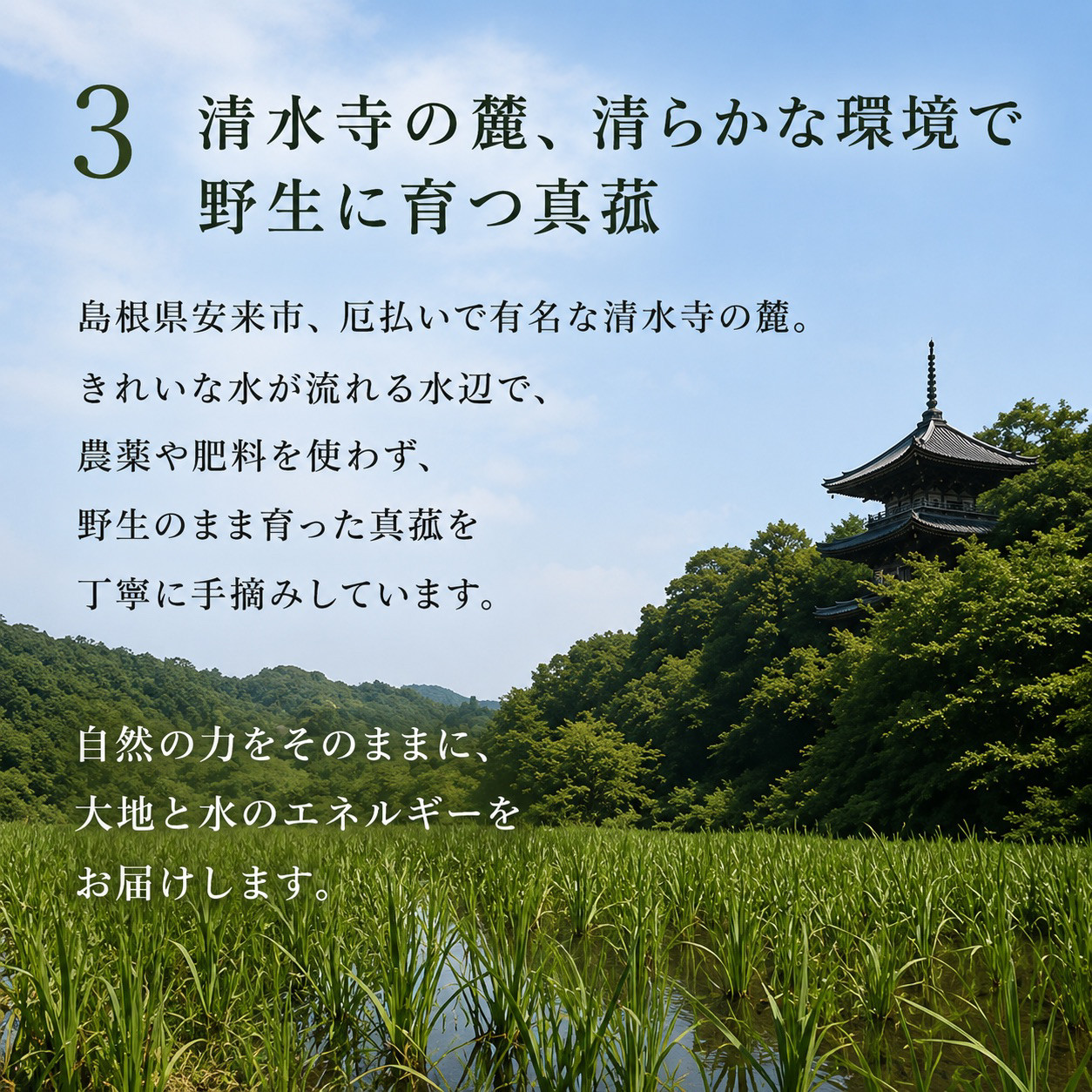 【粉末真菰（マコモパウダー）