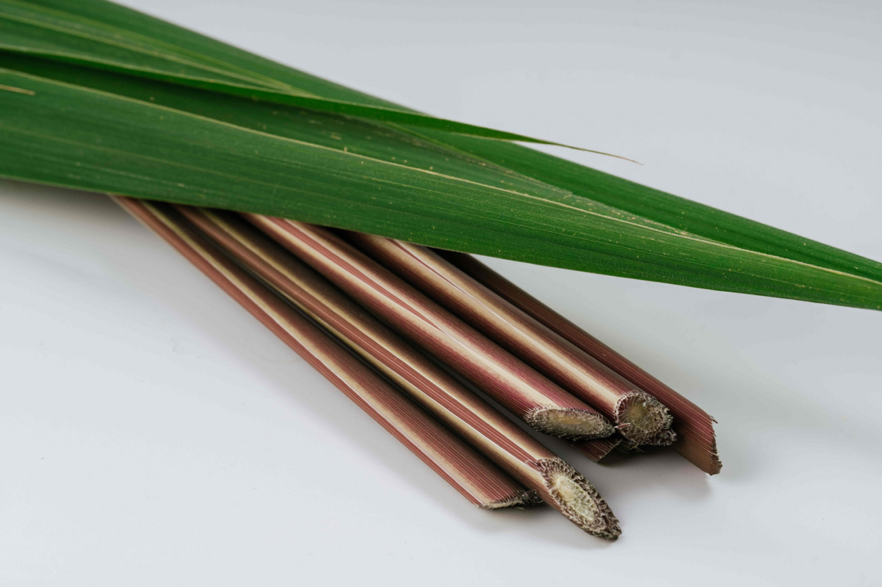 【焙煎真菰茶25g＋IN YOU MARKET限定ギフト新緑...