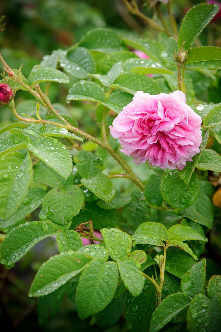 何にでも使える万能オーガニック薔薇ウォーター...