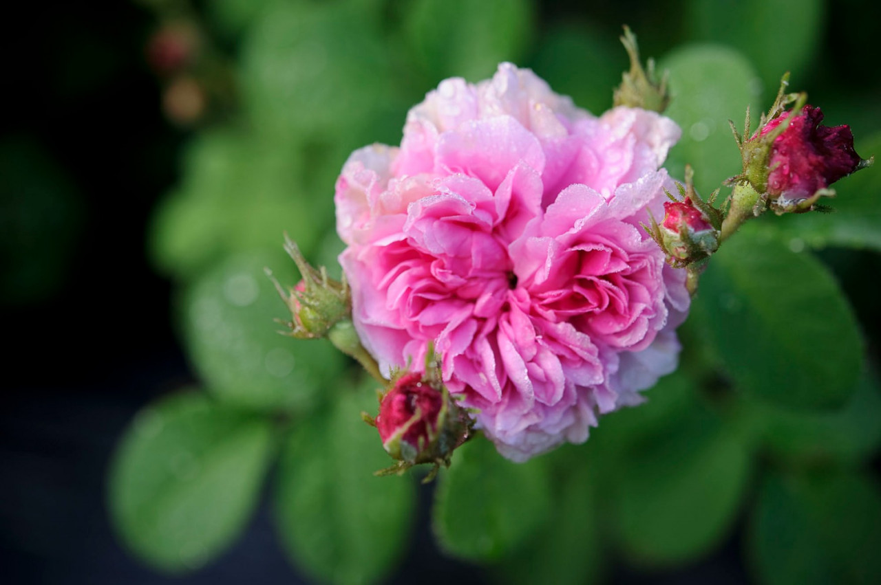 何にでも使える万能オーガニック薔薇ウォーター...