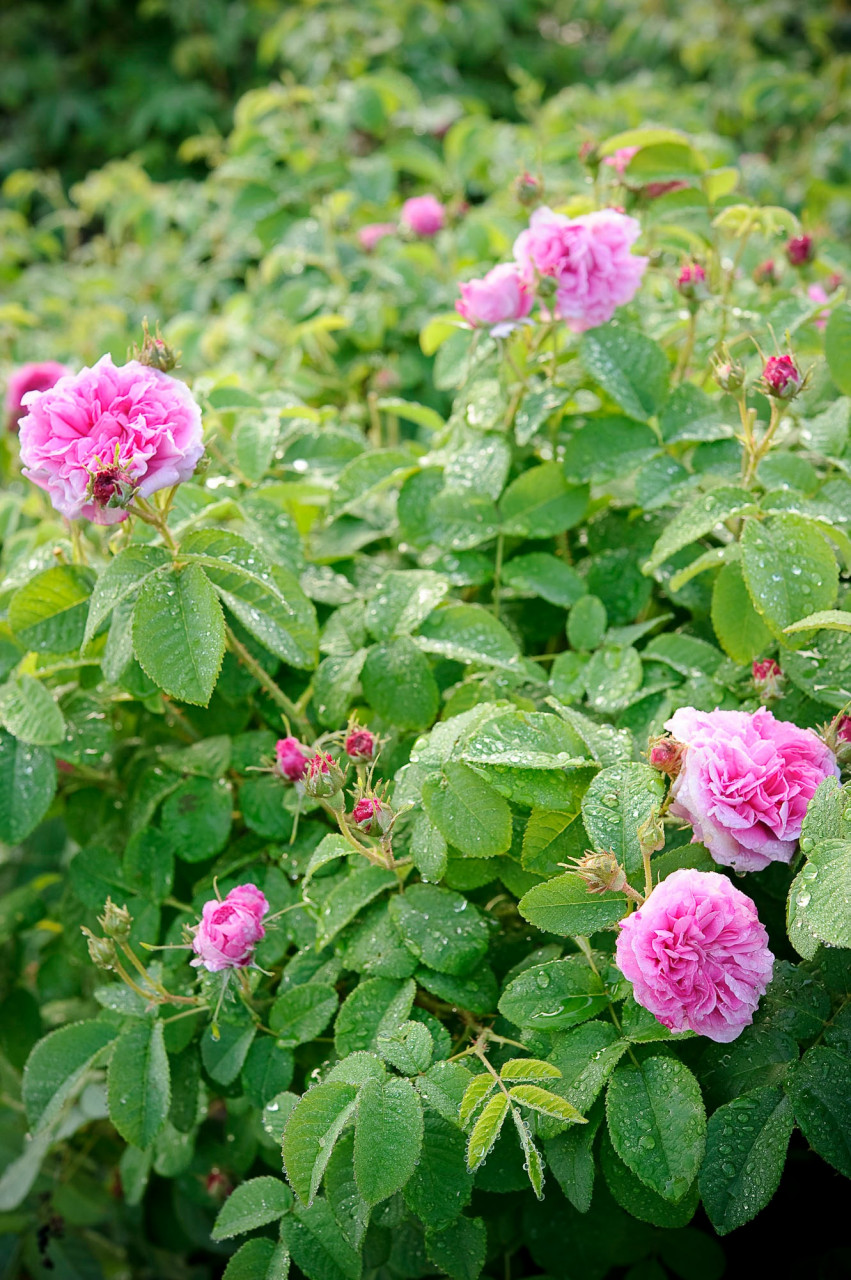 何にでも使える万能オーガニック薔薇ウォーター...