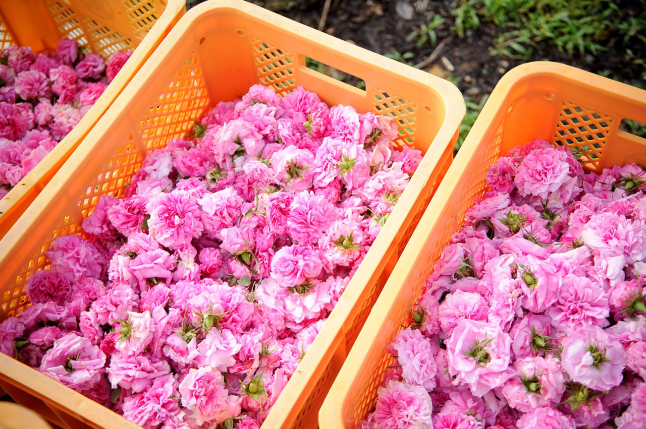 何にでも使える万能オーガニック薔薇ウォーター...